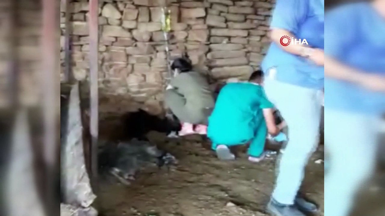 6 gün alevlerin arasında mahsur kalan keçi kurtarıldıktan sonra litrelerce suyu kana kana içti