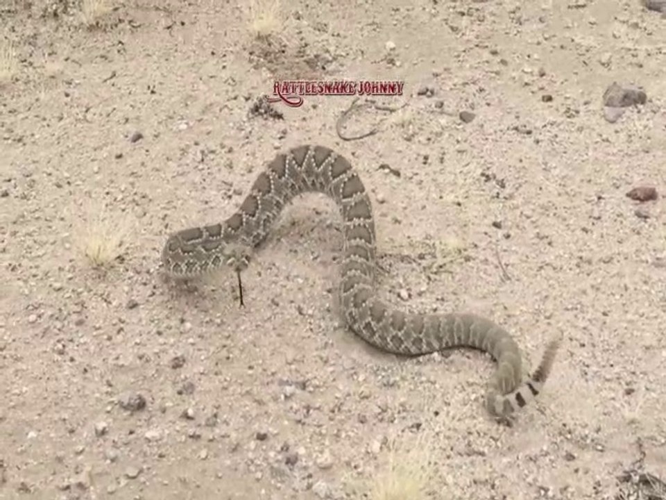 Ski King Live im Wiesenhaus Eisleben 16.12.2017