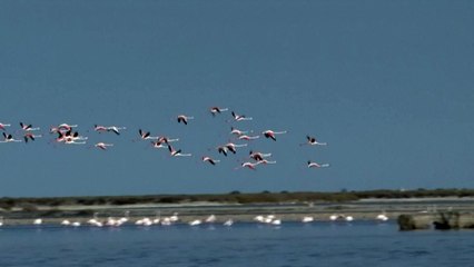 Франция: медосмотр розовых фламинго