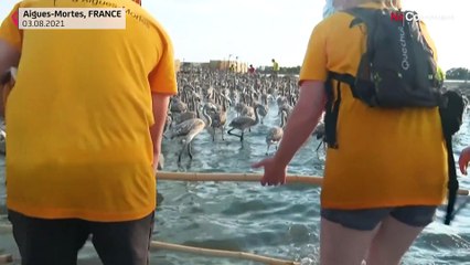 Censo de flamencos en el sur de Francia