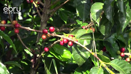 Coffee Farmers Decry Low Yields Due To Irregular Weather