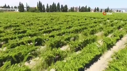 Dünyaca ünlü 'sultani üzüm' hasadı başladı
