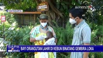 Bayi Orang Utan Lahir di Kebun Binatang Gembira Loka Yogyakarta