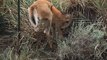 Firefighters Rescue Deer Trapped in Fence