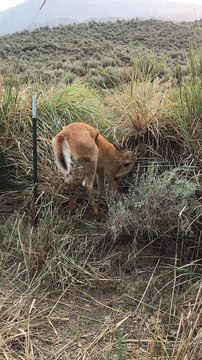 Firefighters Rescue Deer Trapped in Fence