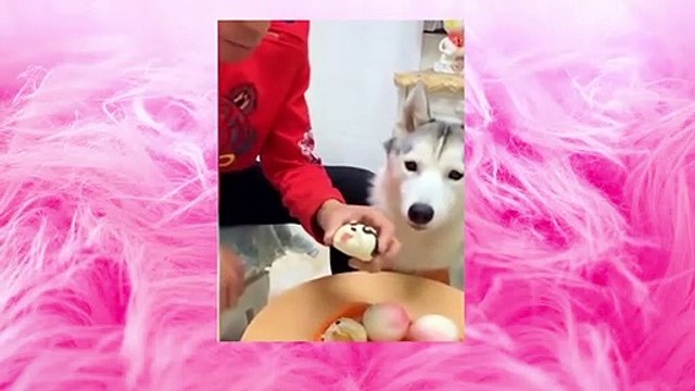 Cute Pets Doing Funny Things Cutest Cats In The World