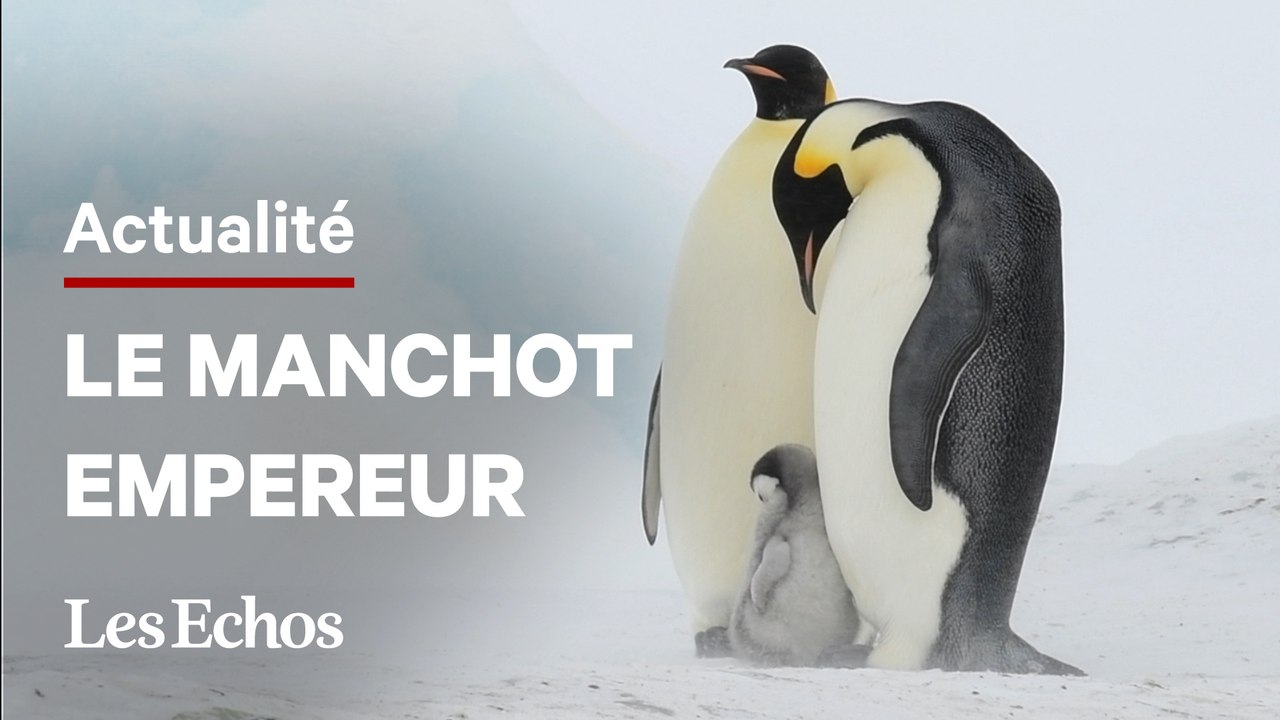Les manchots empereurs sont « en danger d'extinction dans un avenir prévisible »