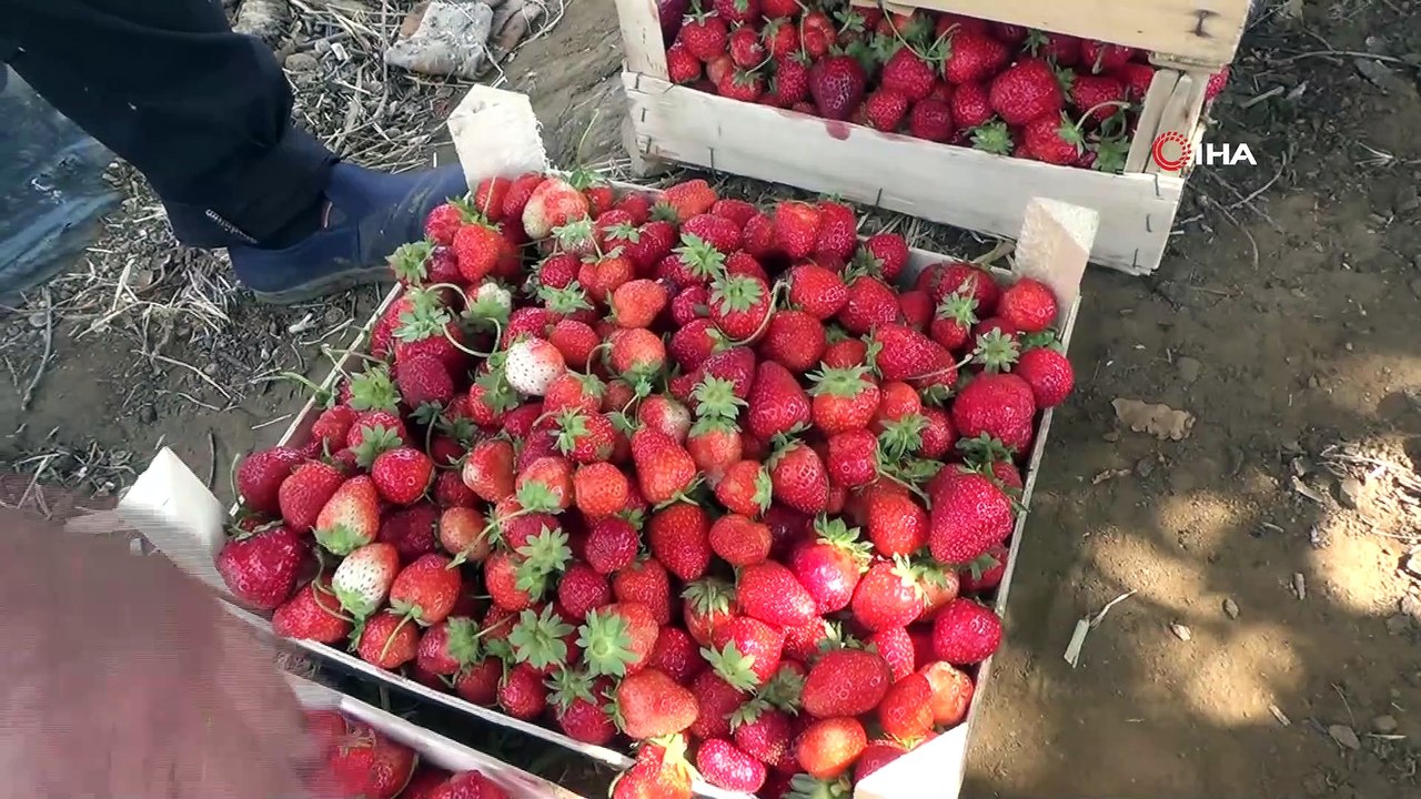- Batman’da çilek üretimi göçü tersine çevirdi