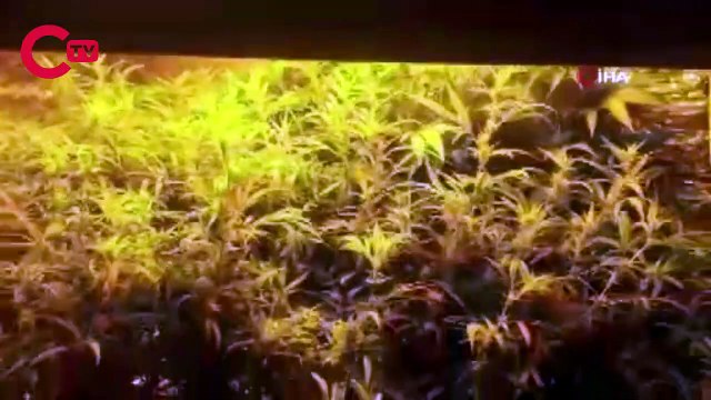 Evini Hint keneviri yetiştirmek için seraya çevirmiş