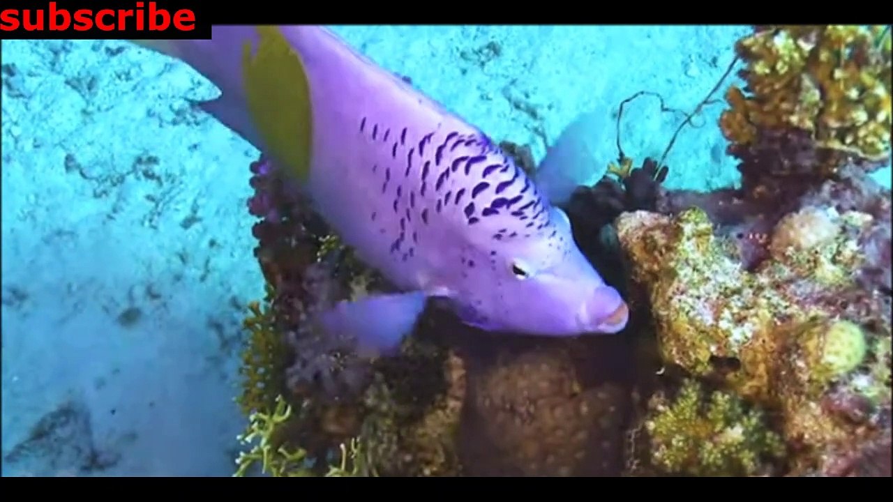 animais  vida  selvagem  natureza /  documentary wildlife animals nature  / animales fauna silvestre lnaturaleza.