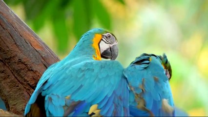 animais  vida  selvagem  natureza /  documentary wildlife animals nature  / animales fauna silvestre lnaturaleza.