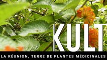 La Réunion, terre de plantes médicinales