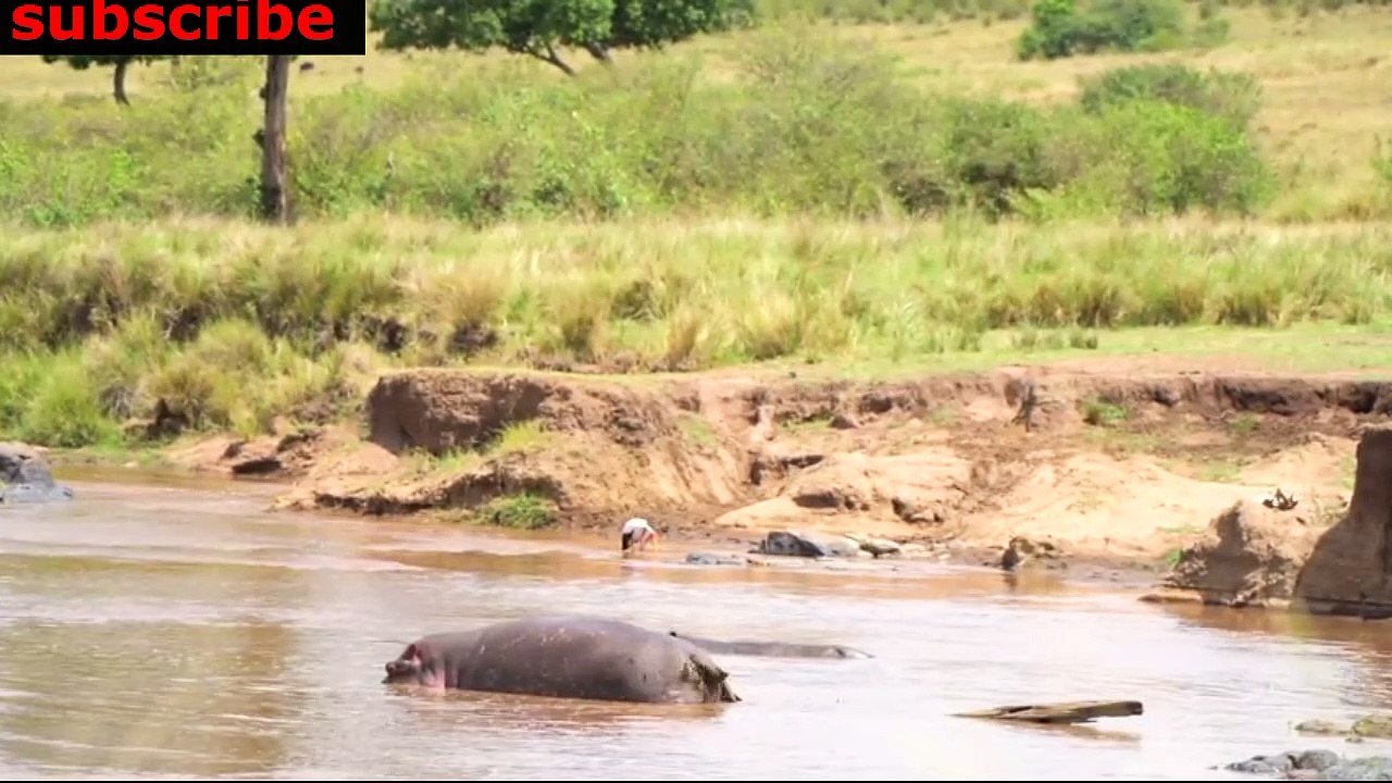 animais  vida  selvagem  natureza /  documentary wildlife animals nature  / animales fauna silvestre lnaturaleza.