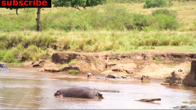 animais vida selvagem natureza / documentary wildlife animals nature / animales fauna silvestre lnaturaleza.