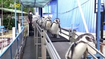 Penguins Put Humans to Shame, Maintain Exercise Routine Even Amidst Lockdown