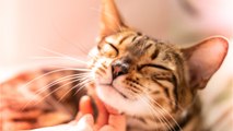 Cats in the UK are dying due to mysterious illness