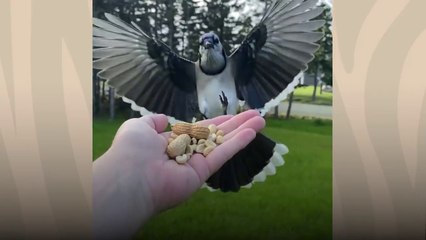 Woman Makes Friends With Wild Blue Jays Is So Surprised When She Moves To A New Home  _ The Dodo # ANIMAL LOVERS