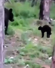 Gato defiende de un oso a su familia que acampaba en el bosque