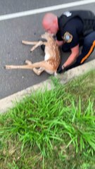 Officer Helps Rescue Baby Deer