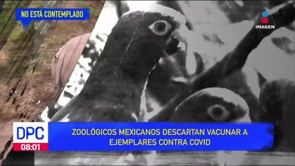 Zoológicos mexicanos descartan vacunar a ejemplares contra Covid 19