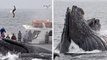 Quatre baleines à bosse chassent un banc de harengs caché sous un bateau de touristes, les images sont magnifiques