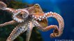 Portugal: A dispute over octopus fishery