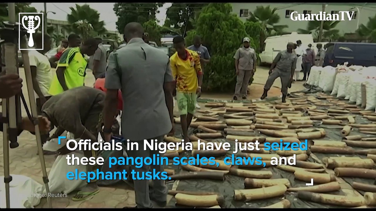 Nigeria seizes $54 million in pangolin scales, claws and elephant tusks