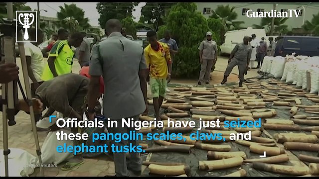 Nigeria seizes $54 million in pangolin scales, claws and elephant tusks