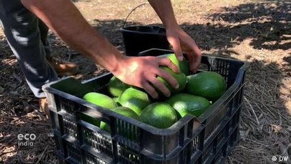 Spain's thirsty avocado plantations