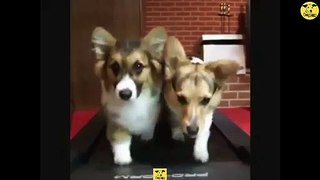 Funny Dogs | Cute baby Dog Videos | Dogs PRO Compilation 12