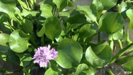 Turning the destructive water hyacinth into a livelihood