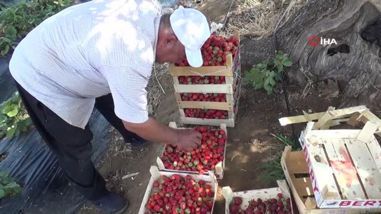 Batman'da çilek üretimi göçü tersine çevirdi