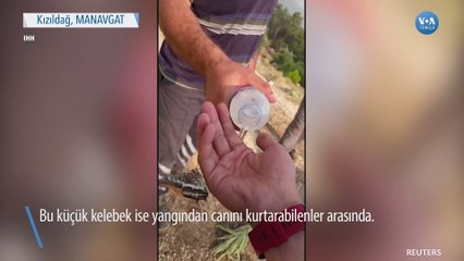 Yangının Ortasında Kalan Kelebeğe Elleriyle Su Verdi