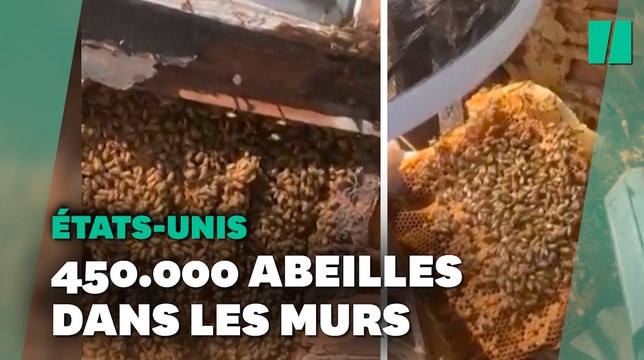 Une famille américaine découvre plus de 450.000 abeilles dans les murs de leur nouvelle maison