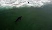 Drone Captures Great White Shark Swimming By Surfer Just Outside the Lineup
