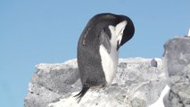 Pingüinos de la Antártida son las nuevas víctimas del micro plástico