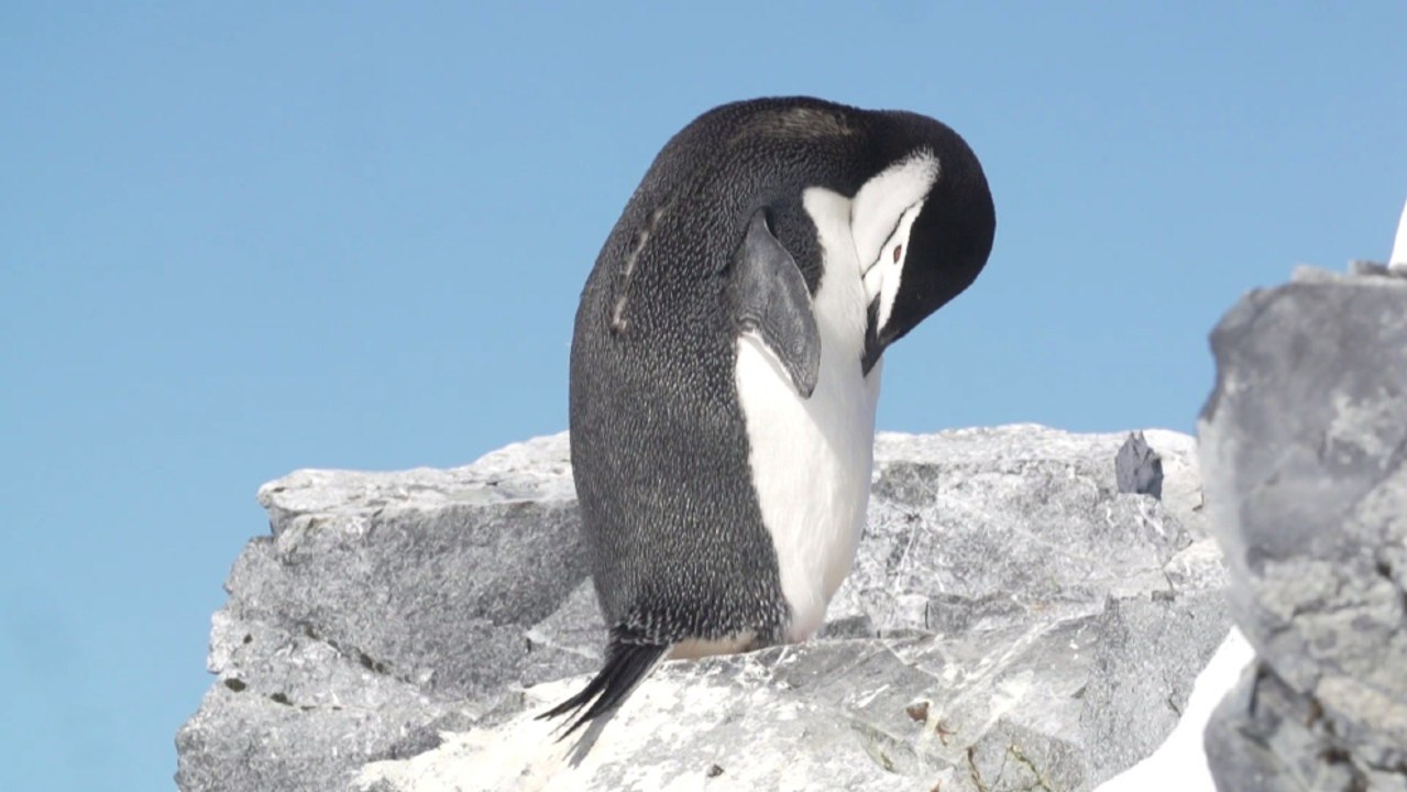 Pingüinos de la Antártida son las nuevas víctimas del micro plástico
