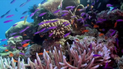 Preocupación internacional por la crítica situación de la gran barrera de coral australiana