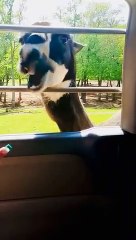 Llama Spits on Carla’s Face