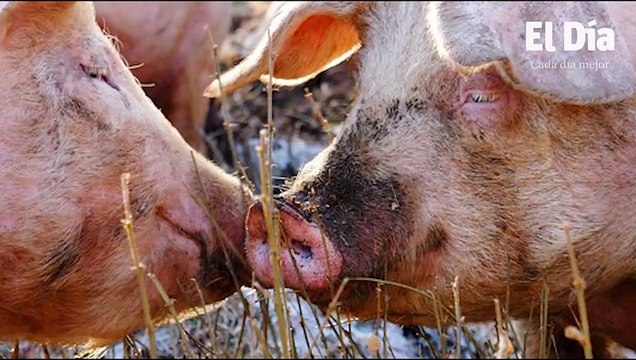 Pepca solicita prórroga para presentar acusación en el caso Pulpo