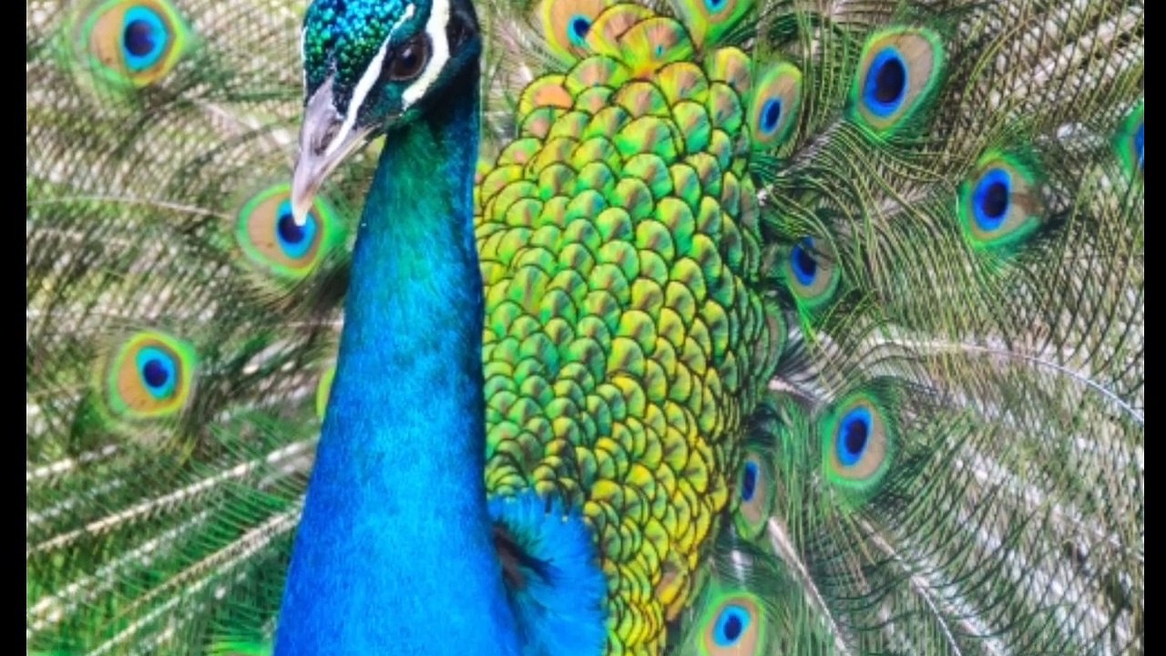 Most beautiful different type peacock imeges _ beautiful indian peacock imeges,natural birds peacock