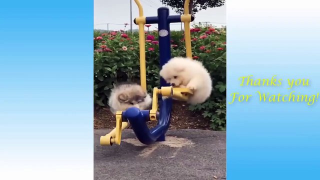 Cute Pets Doing Funny Things Cutest Pets In The World 2021