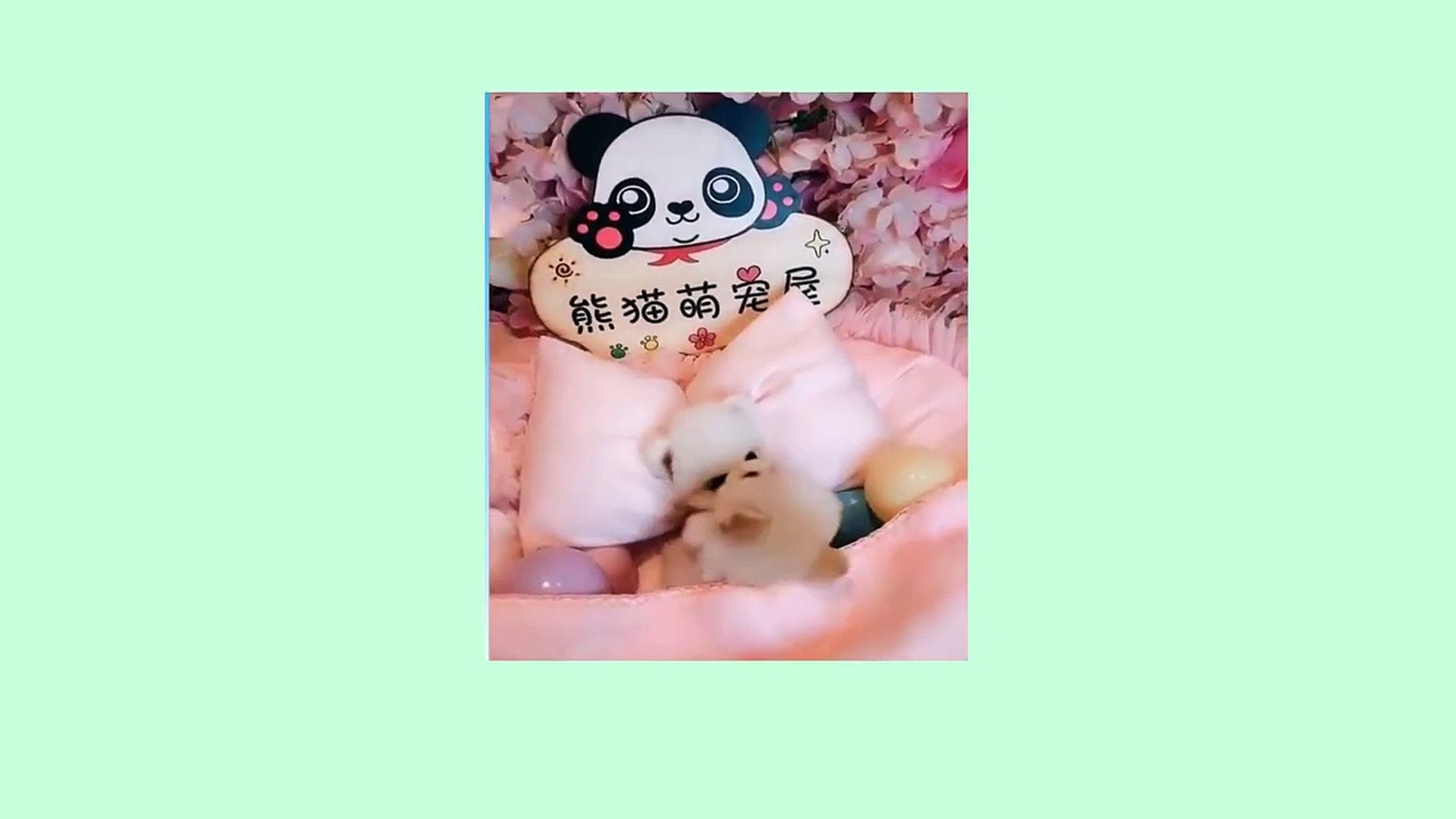 ⁣Funny Pets Video Compilation in World cute pets doing funny things