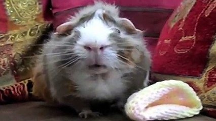 Guinea Pig Speaks Out - Ricky Gervais