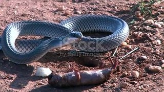 Cobra snake || python snake..