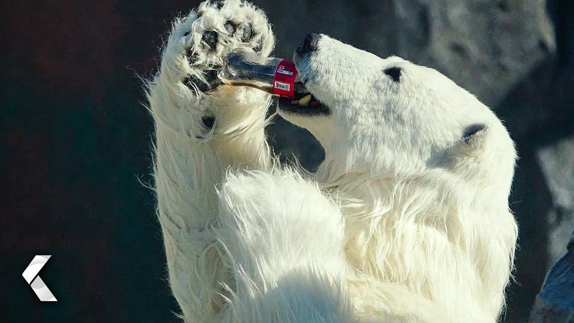 Ice Bear Drinks Cola Scene Secret Zoo 2020 Video Dailymotion