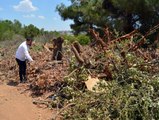 Gaziantep Üniversitesi'nde gece yarısı ağaç katliamı