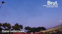 Comment les oiseaux synchronisent leur vol