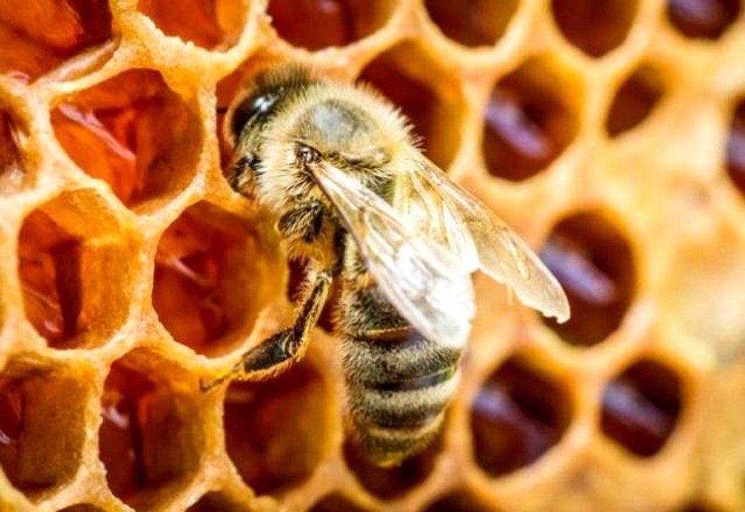 "Doğal tarım için doğal arıcılık şart"