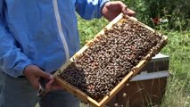 Ordu’da ‘kraliçe arı’ üretimi her geçen gün artıyor